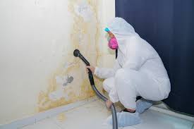 Trusted Noank, CT Mold Removal & Remediation Experts